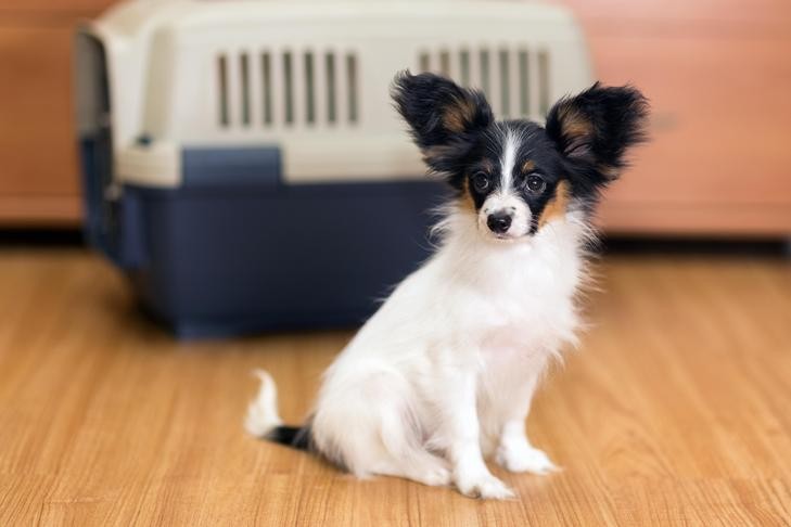 Papillon dog sitting near a crate, ready for pet travel airlines.