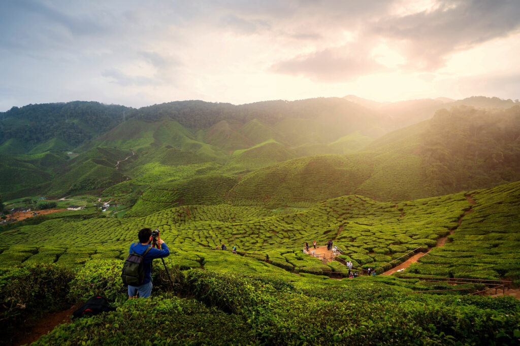 Malaysia's Lush Rainforests