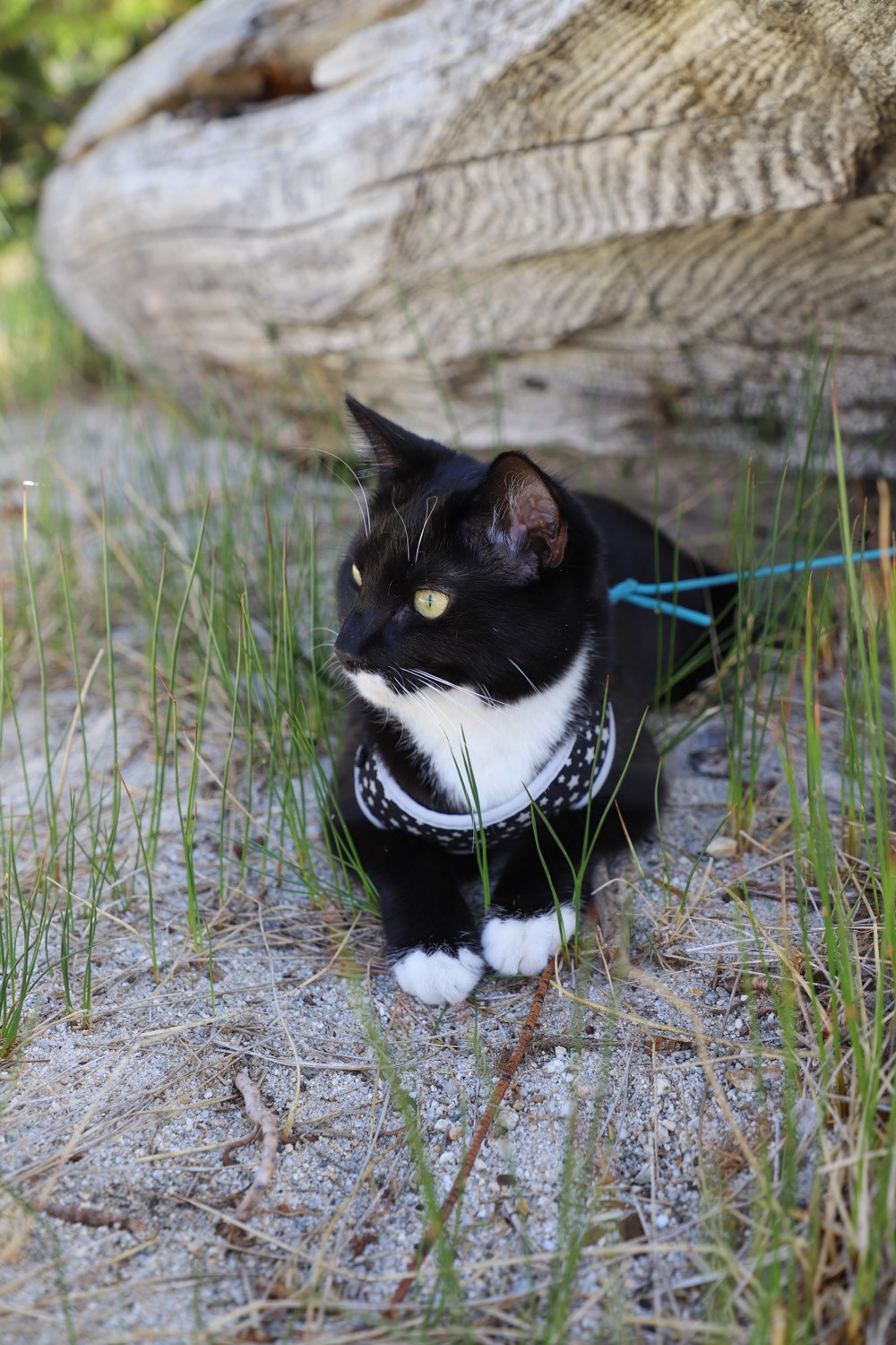 Maine Coon cat in a travel carrier