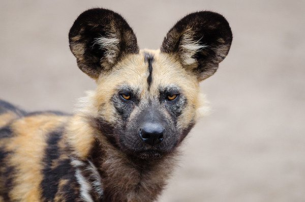 African wild dog in its natural habitat