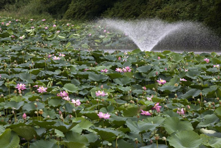Senshu Park in Akita City during cherry blossom season, showcasing its historical significance and natural beauty.
