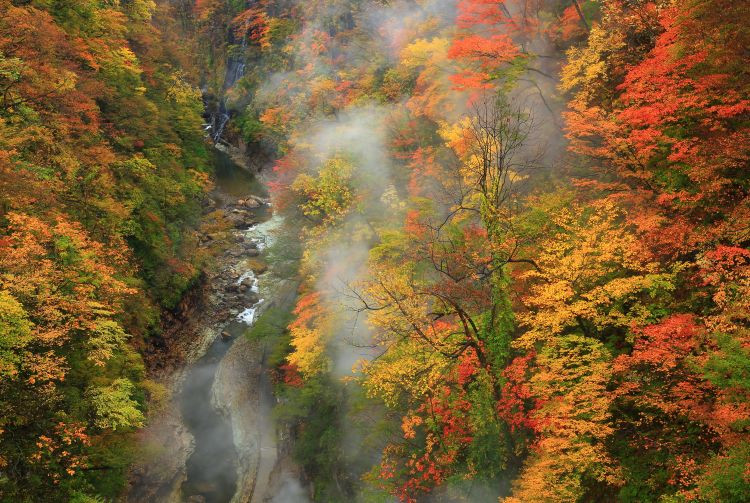 Autumn Leaves in Oyasu Gorge, Akita, Japan