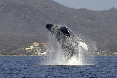 Whale in Alaska jumping out of the water, showcasing the spectacular wildlife viewing opportunities