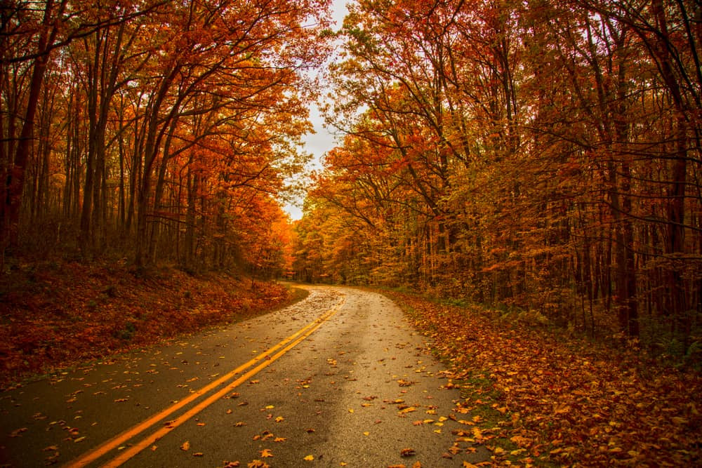 Allegheny Forest in October with golden foliage