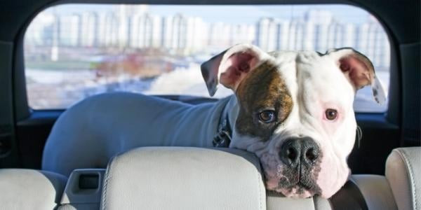 American bulldog terrier anxious about riding in the car with alt text dog experiencing travel anxiety in a car