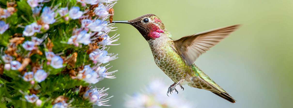 Anna's Hummingbird on a Branch