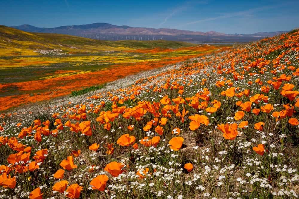 Sea of Poppies in Antelope Valley
