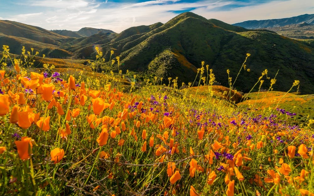 Antelope Valley Landscape