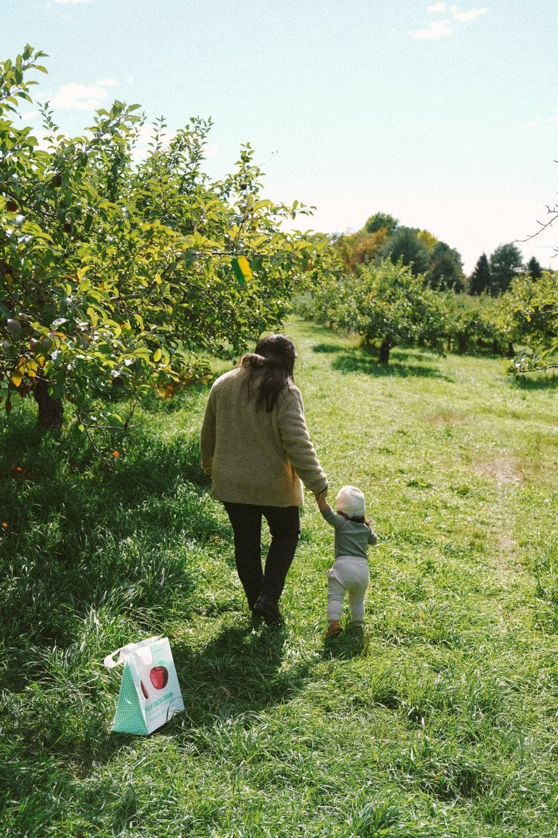 Apple picking at Philip Orchard