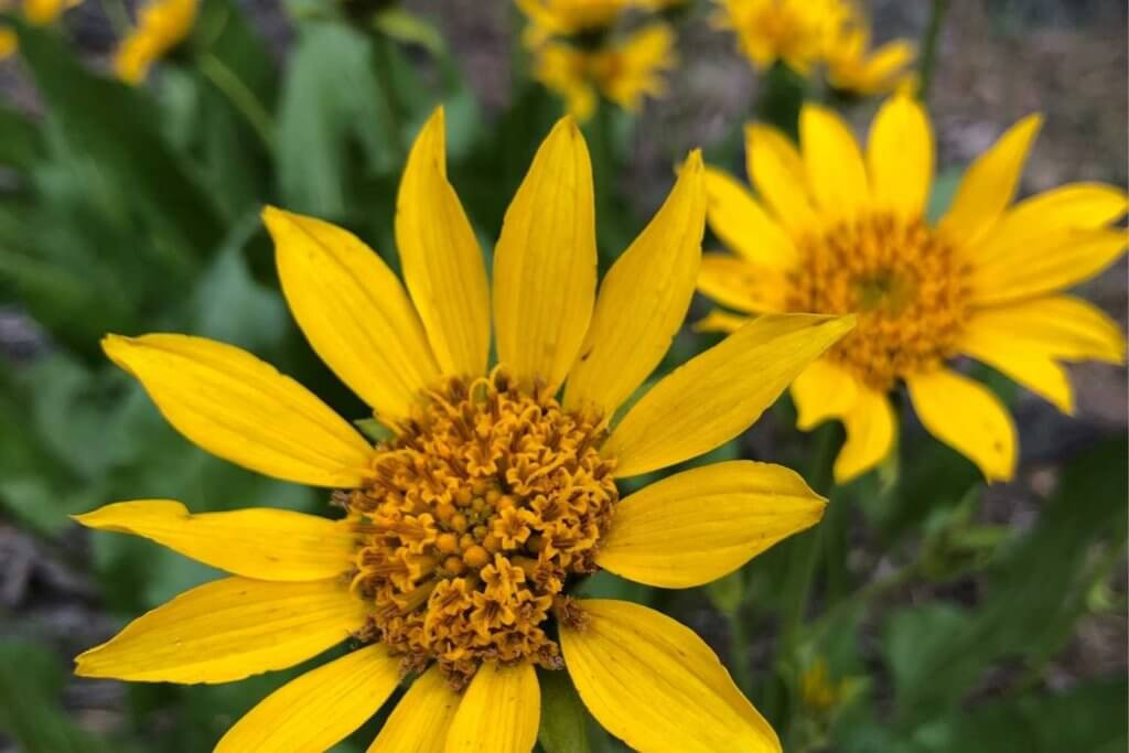 Arrowleaf balsamroot flowers blooming in Northern California, highlighting the natural beauty of a summer vacation