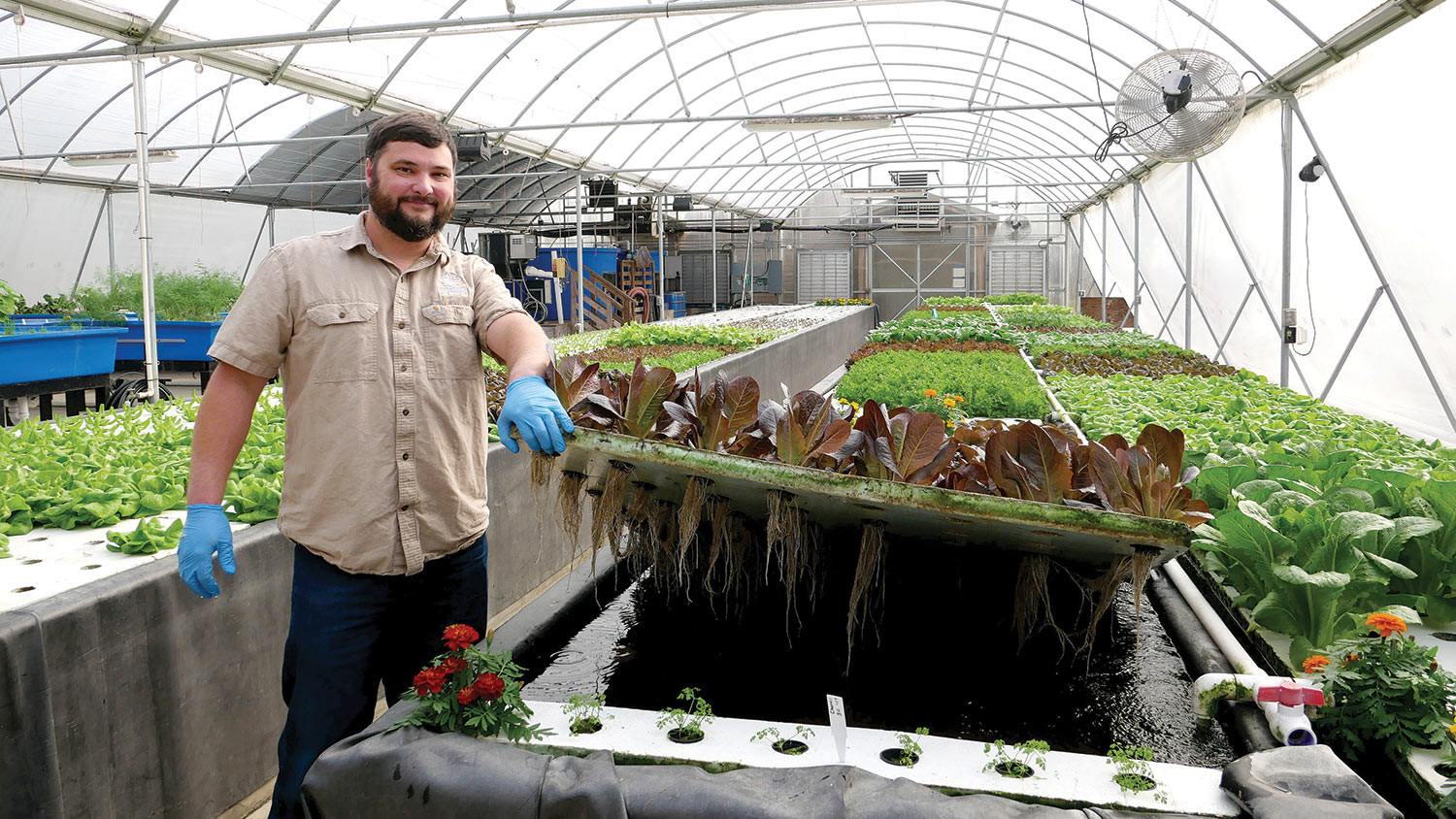 Aquaponics at Juneberry Ridge showing plants growing in water enriched with fish nutrients, highlighting the sustainable farming method promoted by agricultural tourism aquaponics.