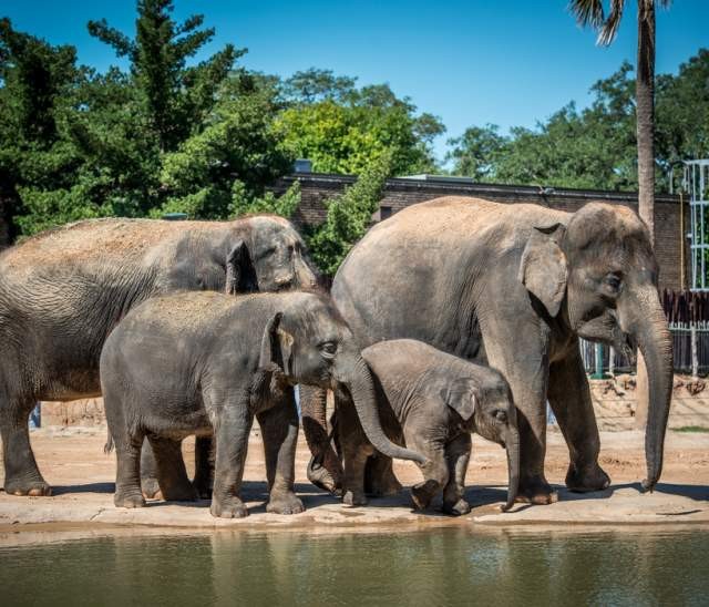 Elephants, Alt Text Houston Zoo Animal Encounters
