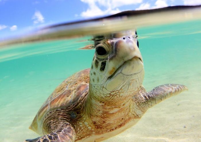 Sea Turtle gracefully swimming in the marine park of Lord Howe Island