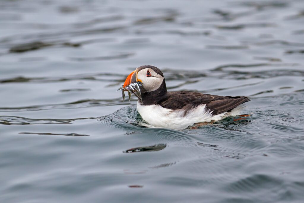 Atlantic Puffin at Surface with Fish