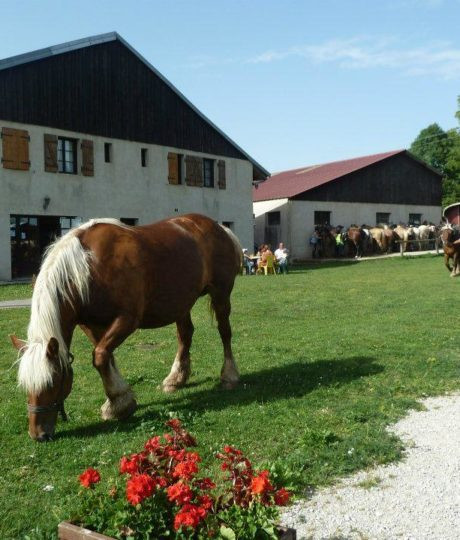 A family enjoying the countryside and discovering animals