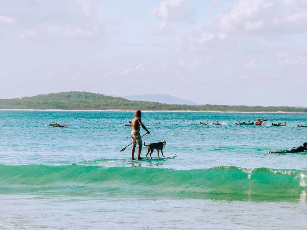 Local surfing dogs in Noosa