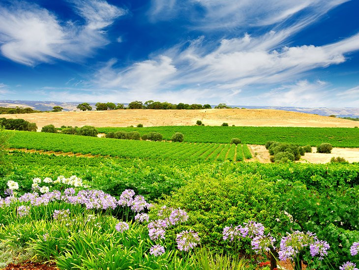 Picturesque vineyards in the Barossa Valley
