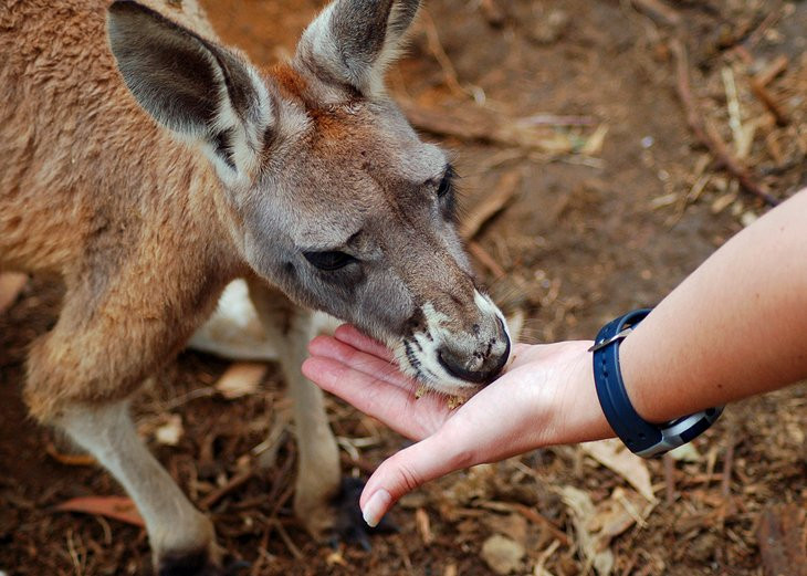 Up-close encounter hand-feeding kangaroos