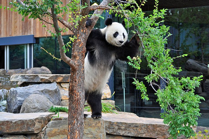 Adorable giant panda at Adelaide Zoo