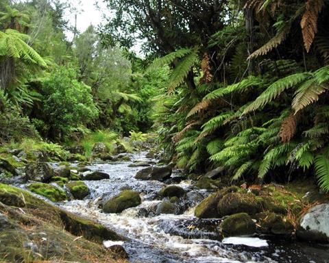 A bush walk with lush green vegetation on the Chatham Islands