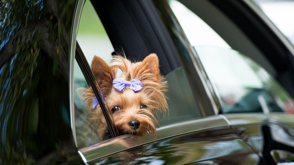 Yorkshire terrier looking out a car window during a trip