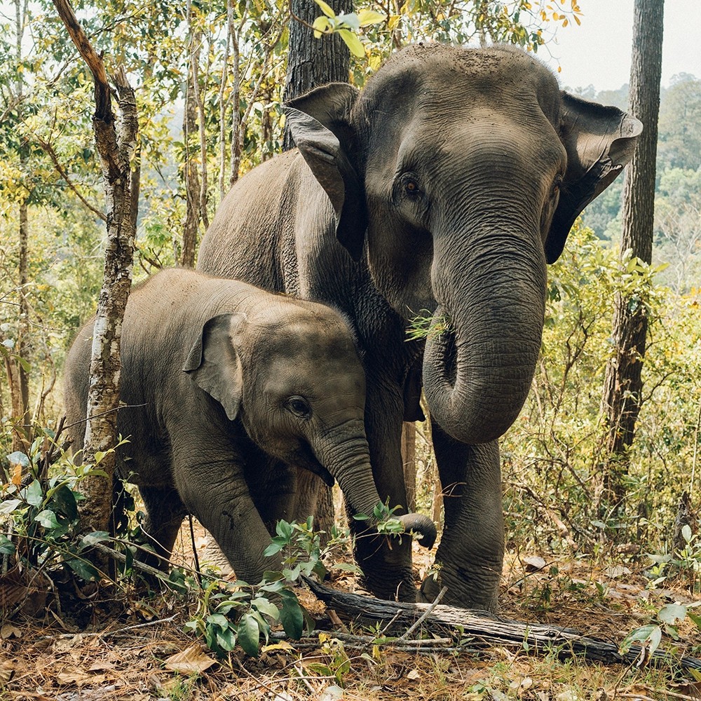 Elephant Mama and Baby.webp
