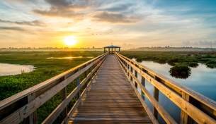 Cattail Marsh Boardwalk in Beaumont, TX with wetland vegetation
