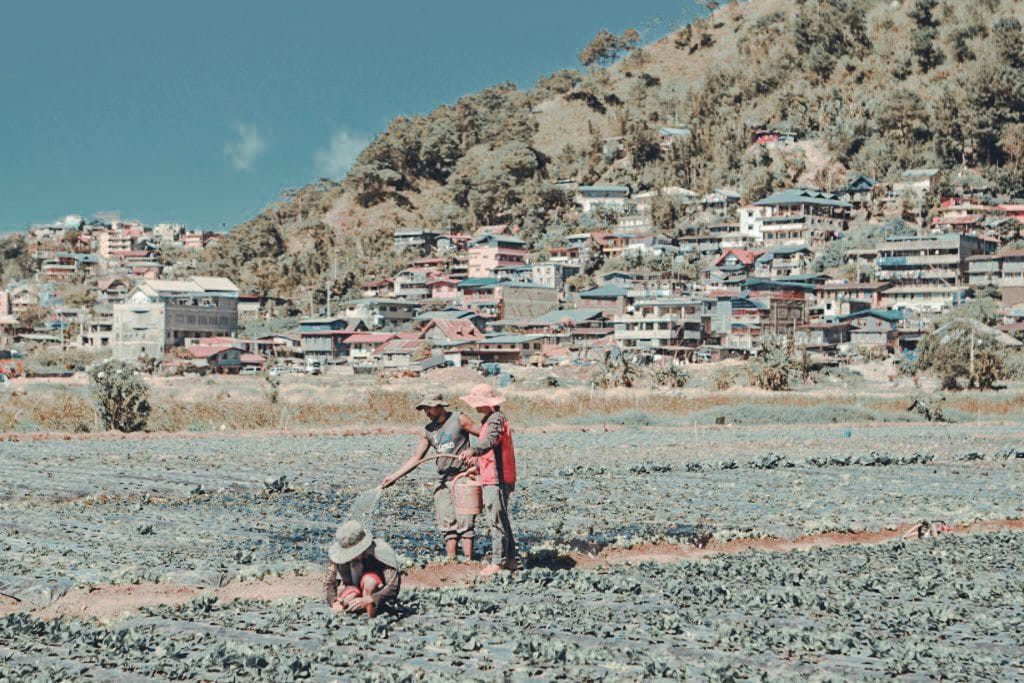 Visitors at La Trinidad Strawberry Farm, Baguio, enjoying strawberry picking activities in the lush fields