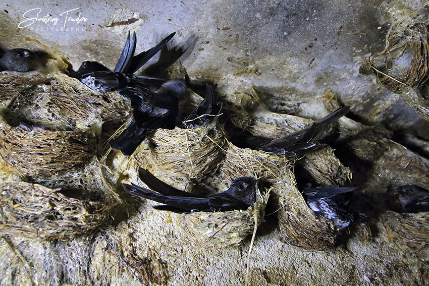 Swiftlets nesting inside the Balinsasayaw House, Burias Island