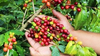 Colombian Coffee and Cuisine Discovery Tour