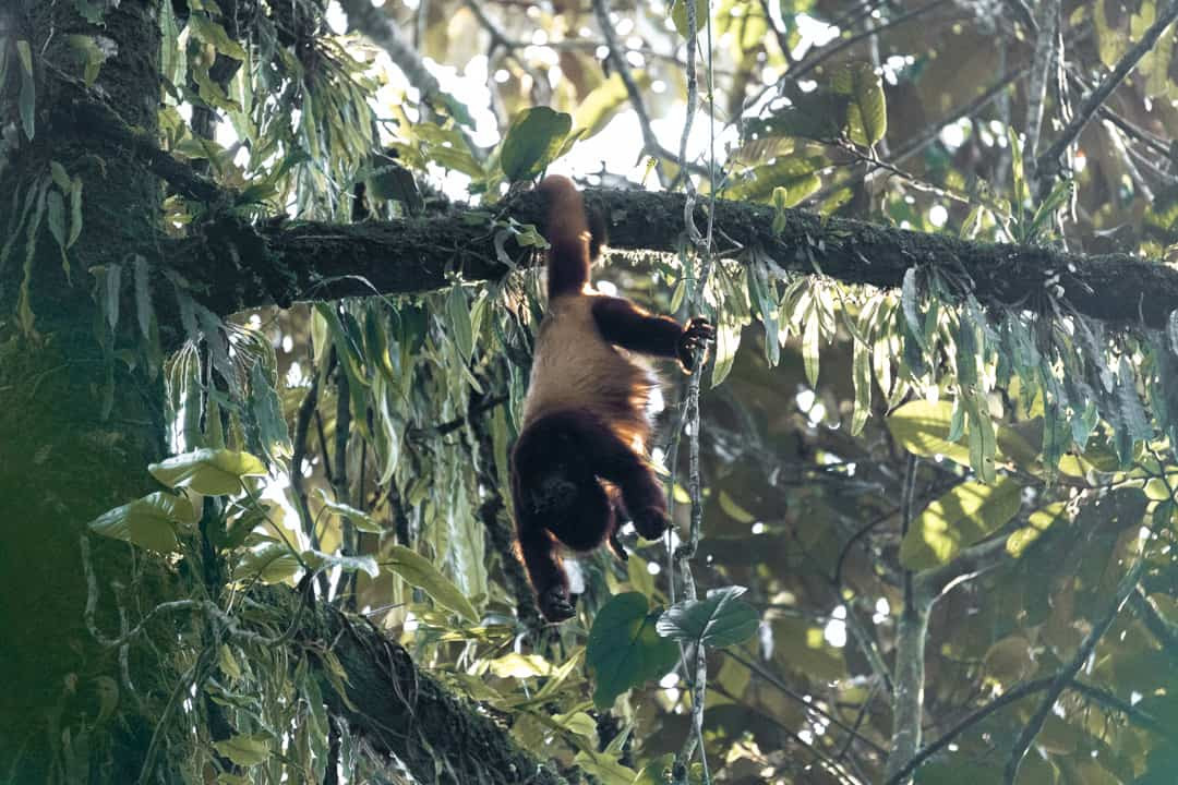 A howler monkey at the Barbas-Bremen Reserve in Filandia Colombia