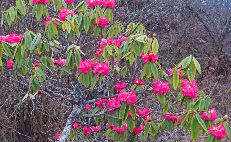 Barsey Rhododendron Sanctuary Sikkim