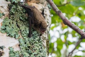 A bat roosting in a cave in Vietnam, showcasing its natural habitat