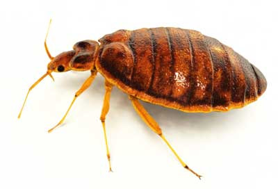 Bed bug close-up