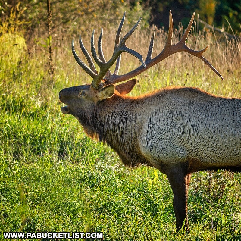 Elk herd at Winslow Hill, grazing in a large open field with a backdrop of dense green forests and a clear blue sky, showcasing the prime elk viewing area.