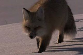 A fox in the snow looks for food to survive the winter months.