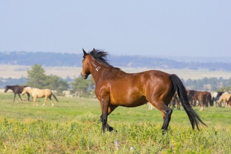 Black Hills Wild Horse Sanctuary
