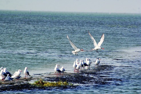 A flock of birds soars over Birds' Island in Chilika Lake