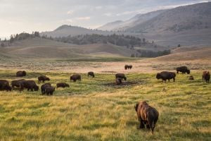 Lamar Valley Yellowstone National Park