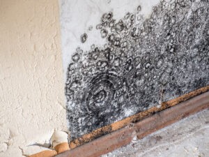 Black mold growing on a wall, indicating a serious mold issue