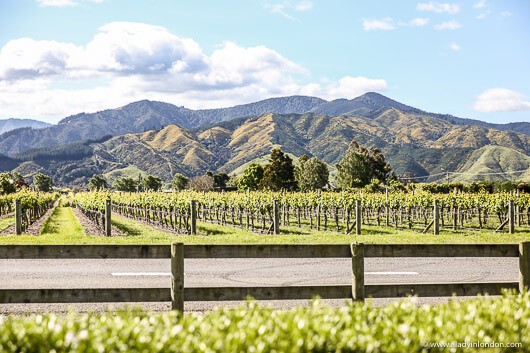 Vineyards in Marlborough, New Zealand