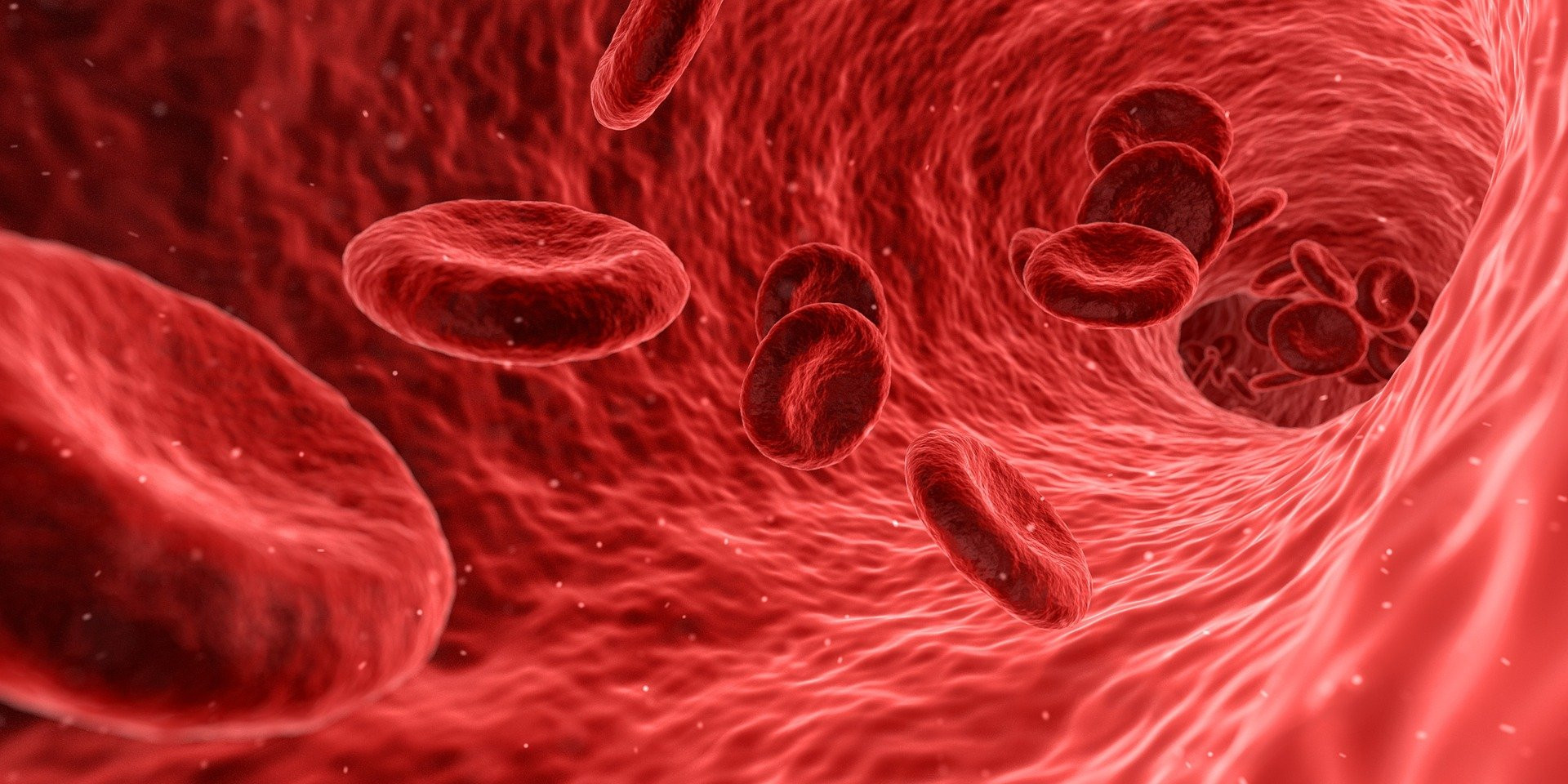 Red blood cells flowing through a blood vessel