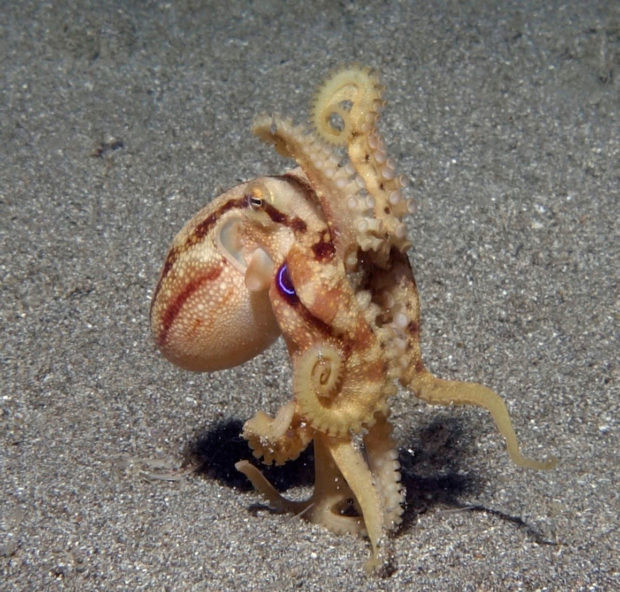 Blue Ringed Octopus at Anilao Pier