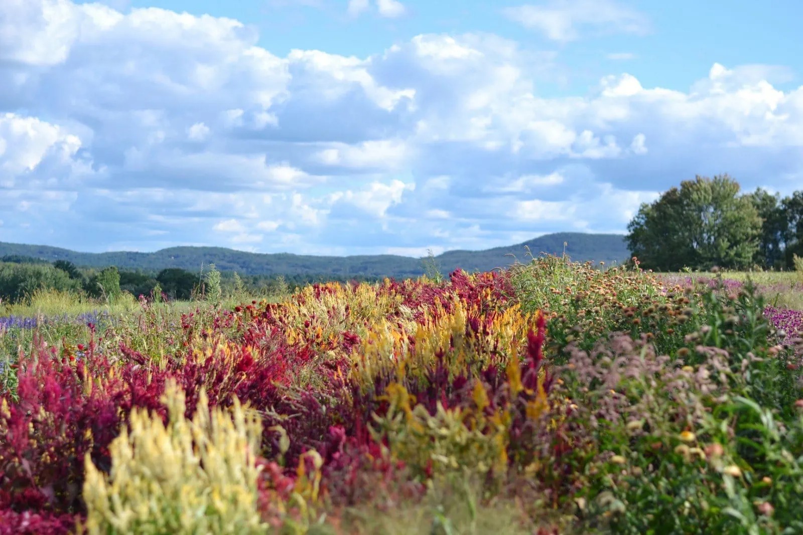 Book and Plow Farm with the flower fields in the foreground and mountains in the background