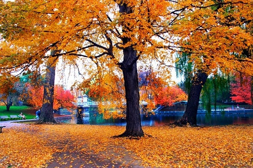 Yellow leaves on the trees in Boston, showcasing the scenic beauty of New England in the fall