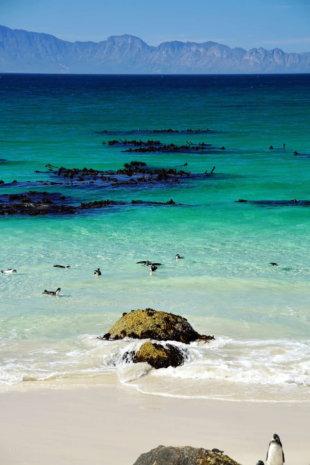 The turquoise waters of Foxy Beach are unbelievable...and then there are the penguins!