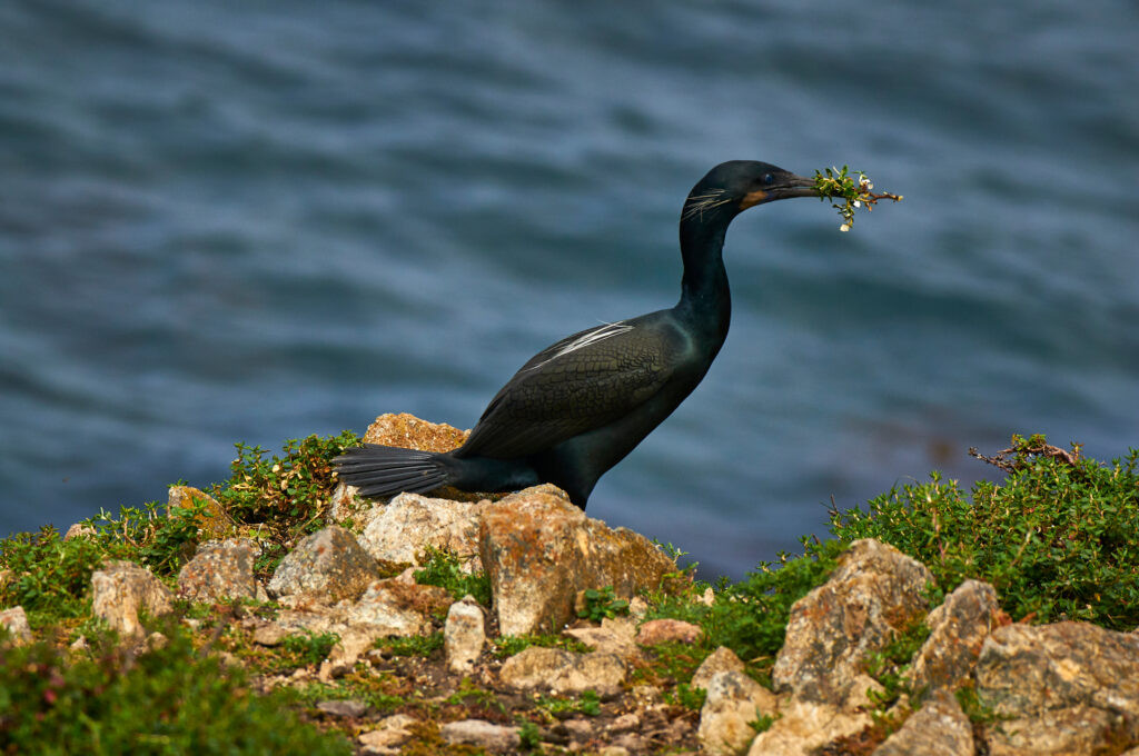Brandt's Cormorants Gathering Plants