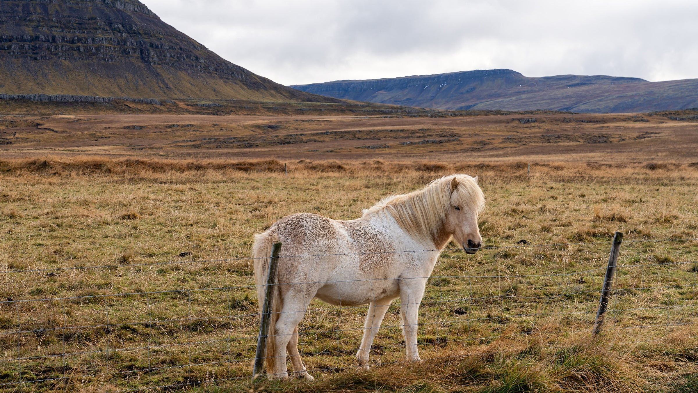 Icelandic Horses