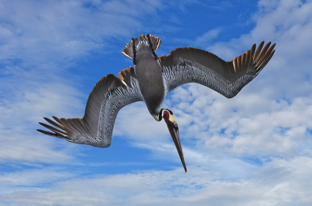 California Brown Pelican Diving