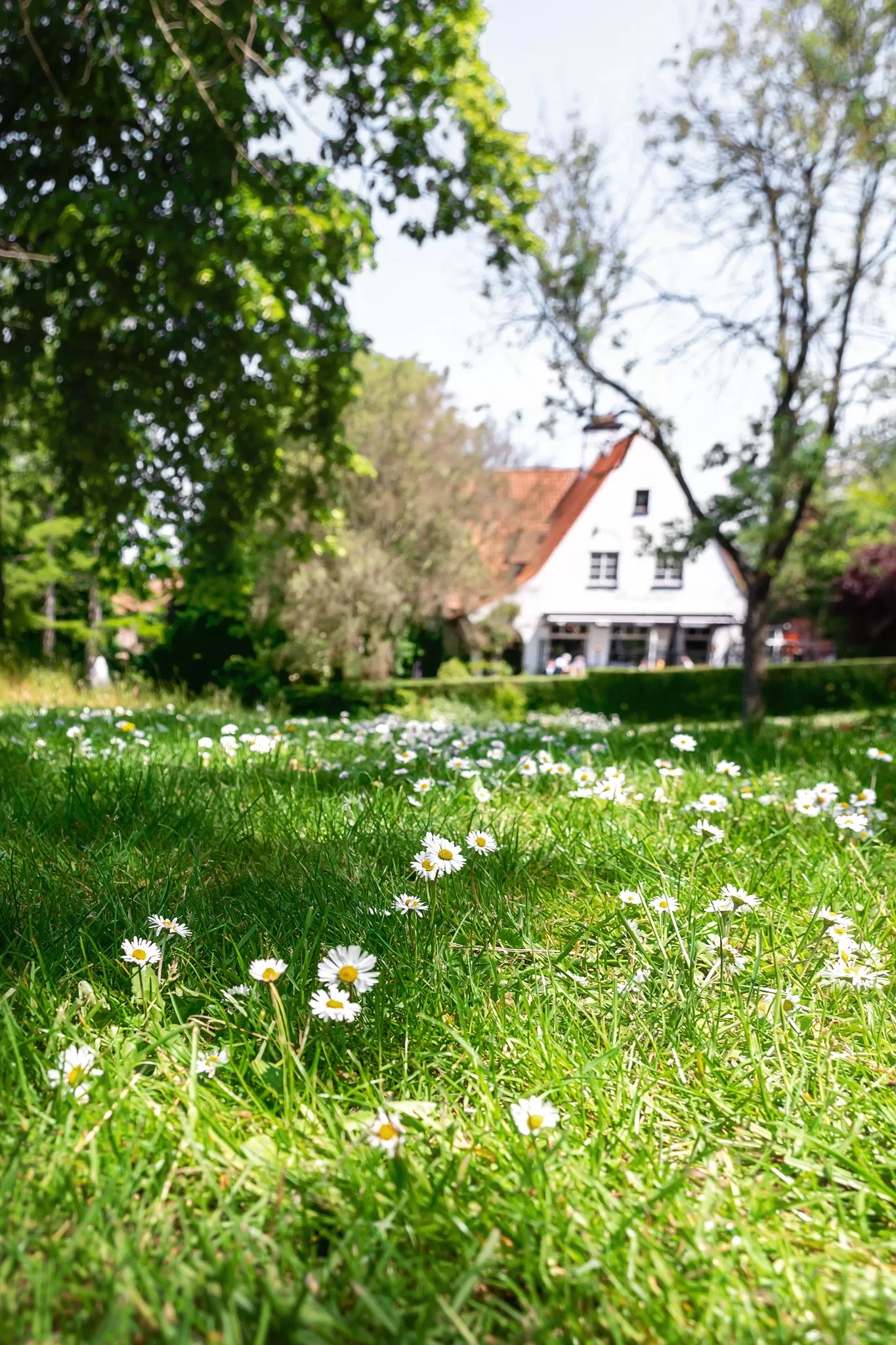 A white cottage restaurant in Bruges, Belgium with flowers in the foreground.